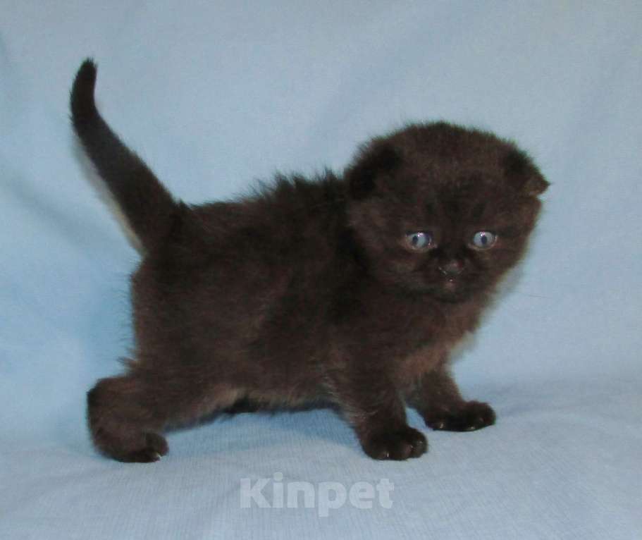 Кошки в Санкт-Петербурге: шотландская кошечка фолд Девочка, 40 000 руб. - фото 2