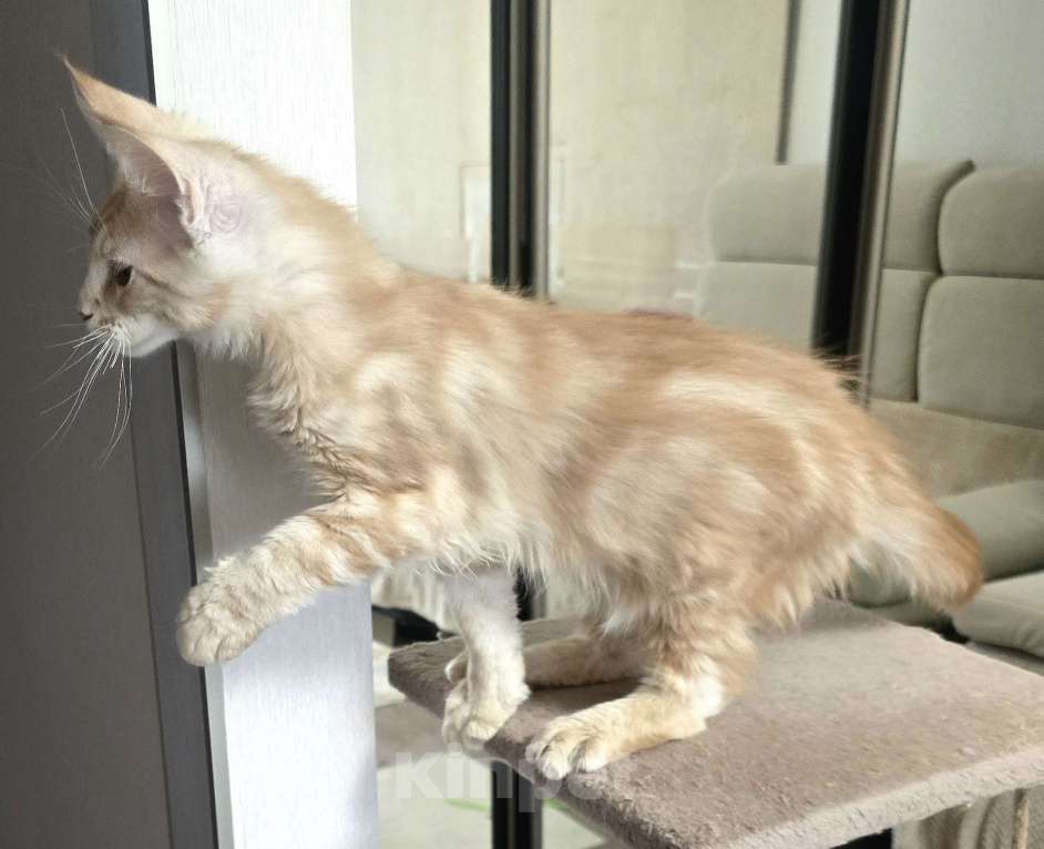 Кошки в Москве: Котята мейн-кун Мальчик, 25 000 руб. - фото 7