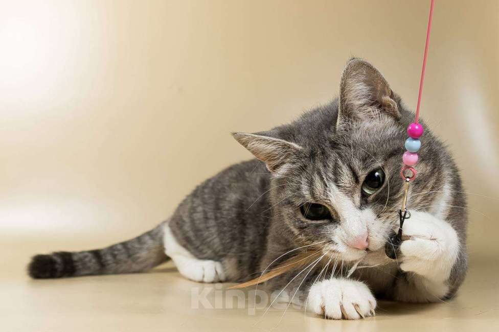 Кошки в Москве: Кошка Снежка ищет дом Девочка, Бесплатно - фото 4