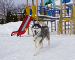 Собаки в Королеве: Хаски Зевс ищет родителей Мальчик, Бесплатно - фото 2