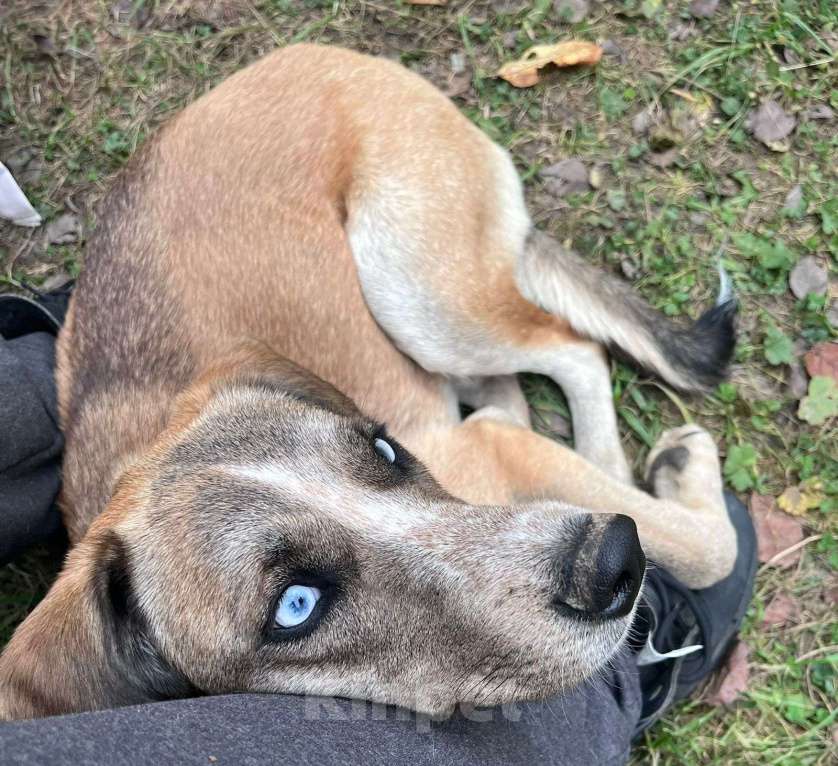 Собаки в Москве: Маня, глаза цвета неба Девочка, Бесплатно - фото 3