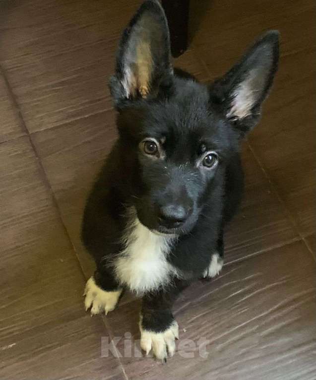 Собаки в Москве: метисы щенки Мальчик, Бесплатно - фото 6