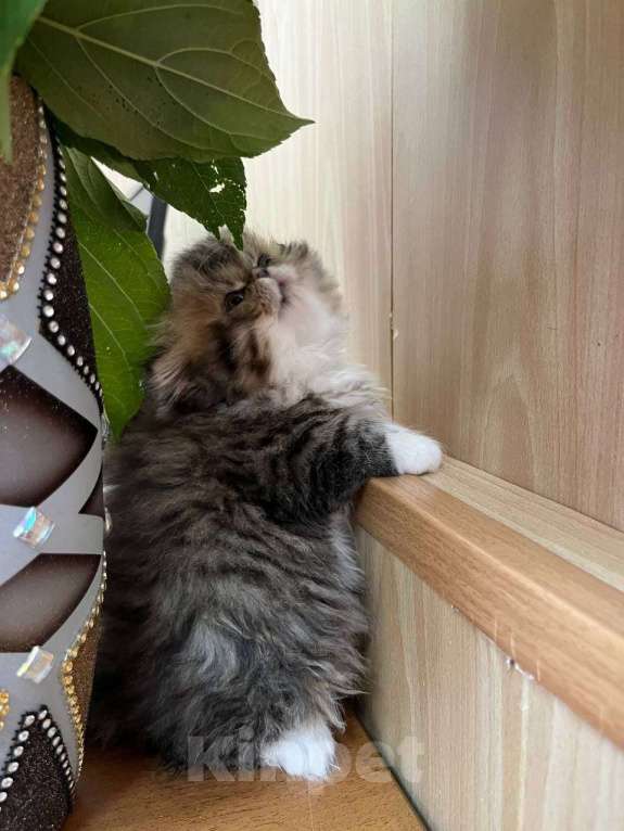 Кошки в Москве: Котята персы экзоты Девочка, 34 999 руб. - фото 4