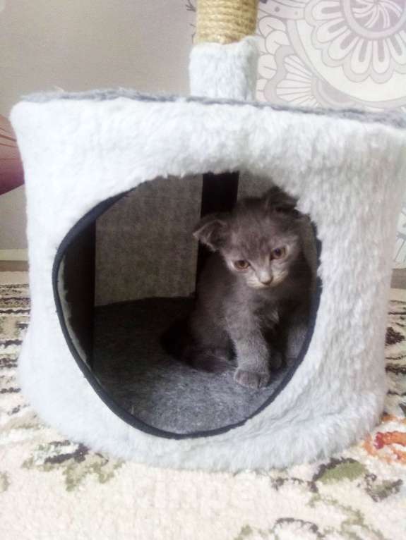 Кошки в Ижевске: Котята Мальчик, 500 руб. - фото 1