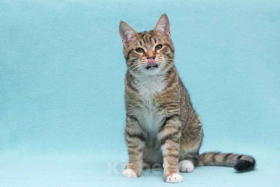 Кошки в Москве: Котенок Кекс Мальчик, Бесплатно - фото 1