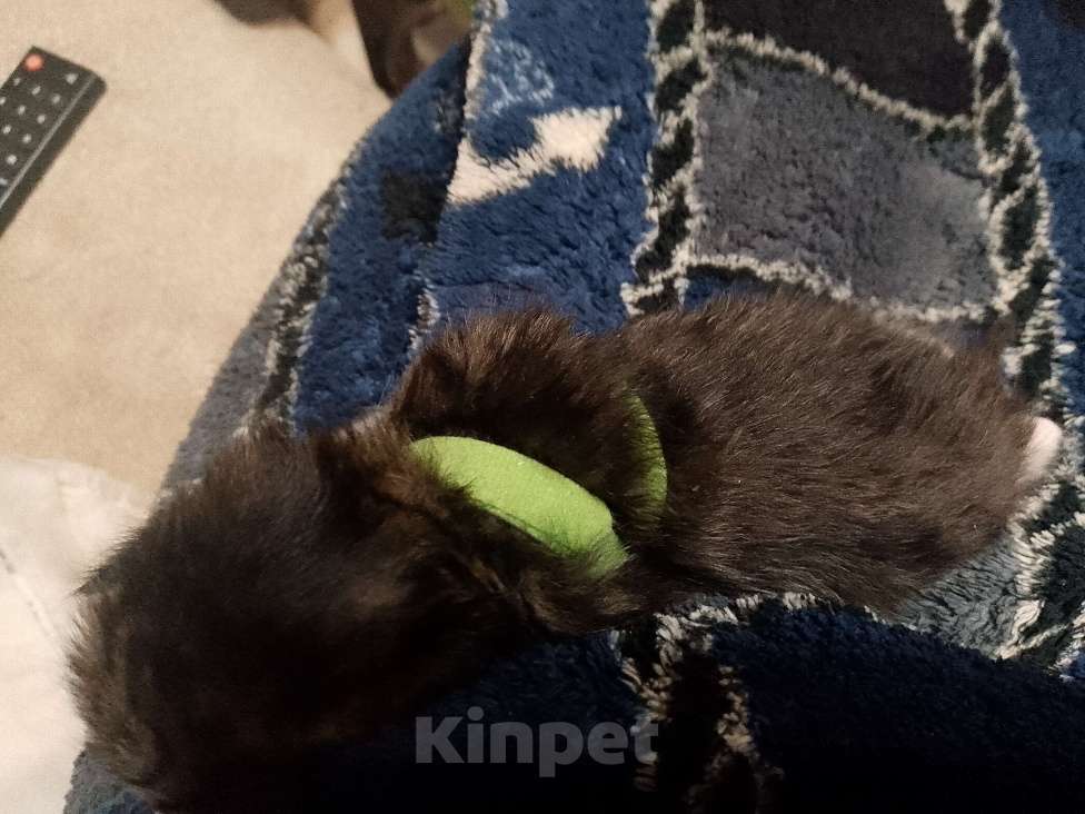 Кошки в Кирове: Продаю котят по 2500 на стерилизацию кошки  Мальчик, 2 500 руб. - фото 2