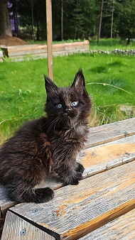 Черный котенок мейн-кун