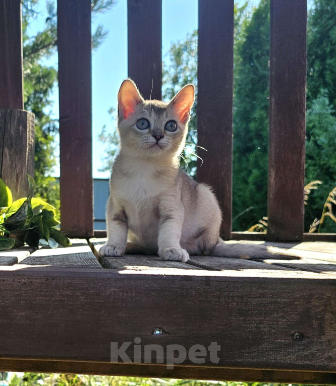 Кошки в Москве: Азиатская табби котёнок  Мальчик, 90 000 руб. - фото 6