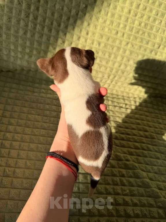 Собаки в Москве: Девочка чихуахуа Девочка, 45 000 руб. - фото 2