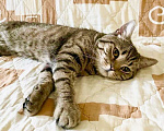 Кошки в Москве: Полосатый красавец Брут ищет дом! Мальчик, Бесплатно - фото 5