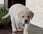 Собаки в Саратове: Продаю щенков лабрадора Девочка, 40 000 руб. - фото 6