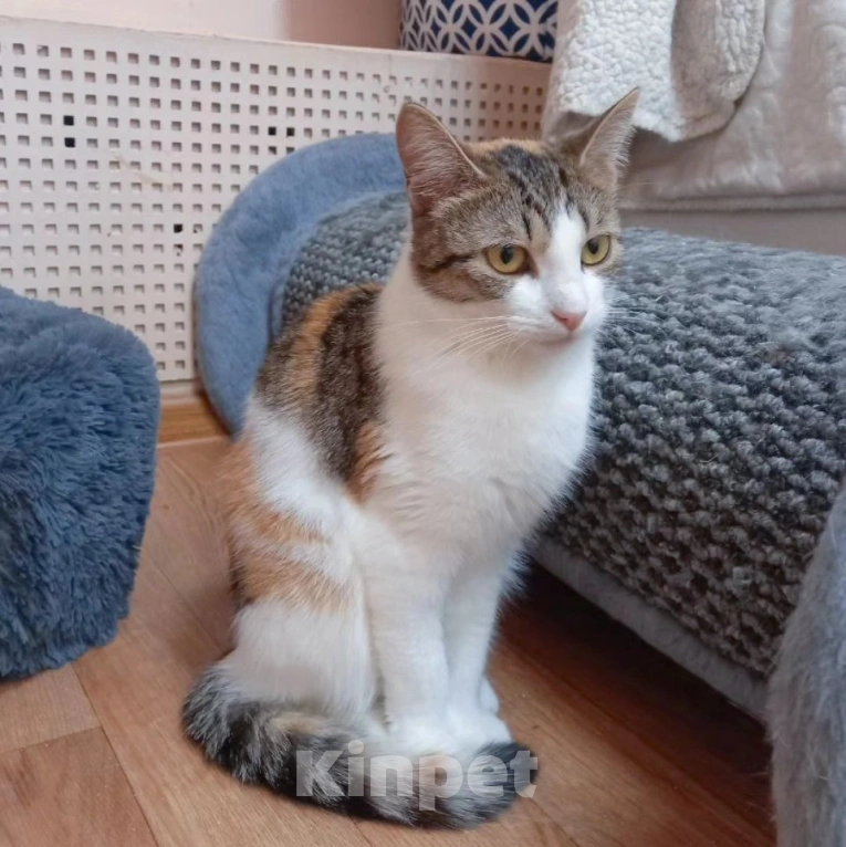 Кошки в Москве: Трехцветная ласковая Мила очень хочет домой Девочка, Бесплатно - фото 4