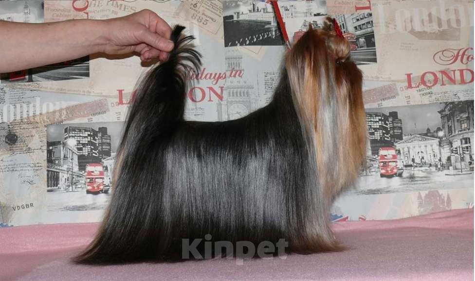 Собаки в Королеве: Йорк для вязки Мальчик, 7 000 руб. - фото 3