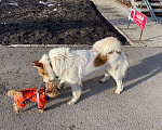 Собаки в Уфе: Потерялась собака в районе Телецентра Мальчик, Бесплатно - фото 5