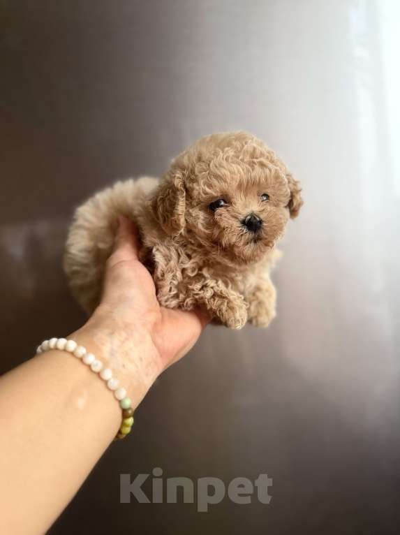 Собаки в Ростове-на-Дону: Мальтипу девочка мини Девочка, 100 000 руб. - фото 7