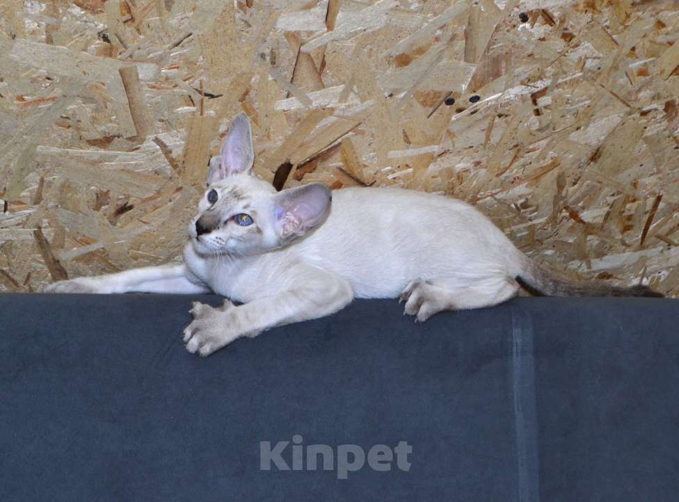 Кошки в Глазове: Хантер Мальчик, 25 000 руб. - фото 7