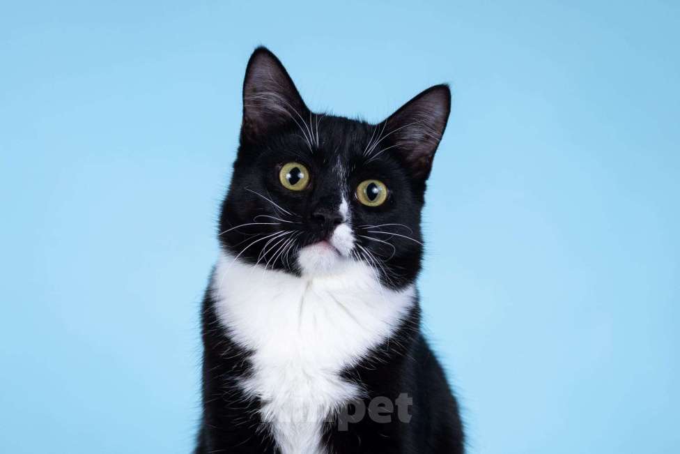 Кошки в Москве: Малыш Чертенок ищет дом. Мальчик, Бесплатно - фото 1