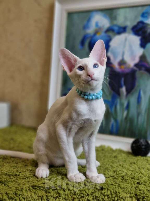 Кошки в Москве: Белые синеглазые ориентальные котята Мальчик, Бесплатно - фото 3