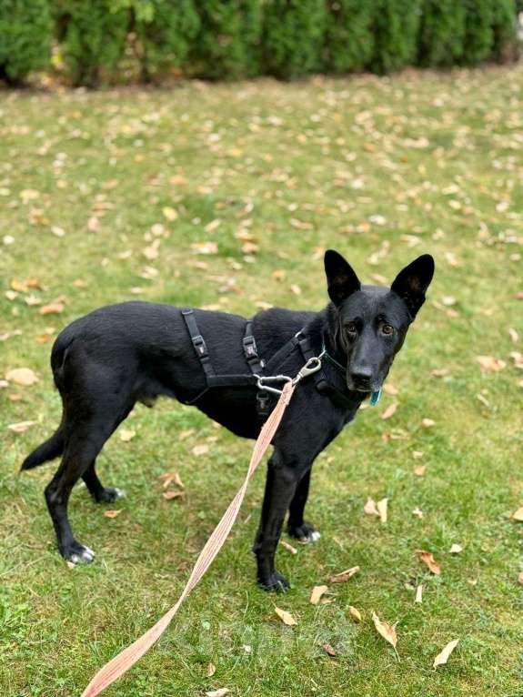 Собаки в Москве: Самый спокойный пес в мире Мальчик, Бесплатно - фото 2