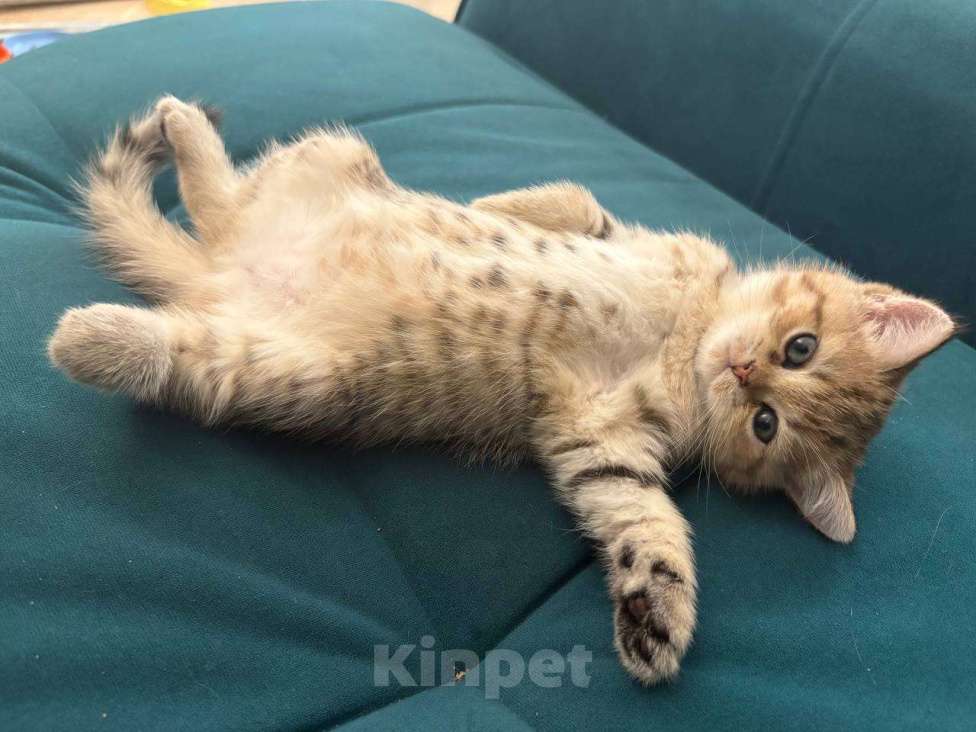 Кошки в Москве: Котята британской золотой шиншиллы ищут свою хозяйку Девочка, 25 000 руб. - фото 1