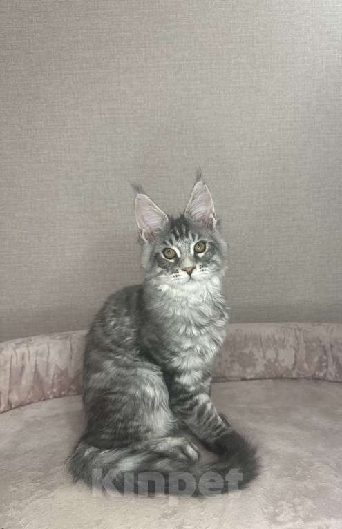 Кошки в Химках: Крупный ласковый мальчик Мальчик, 75 000 руб. - фото 3