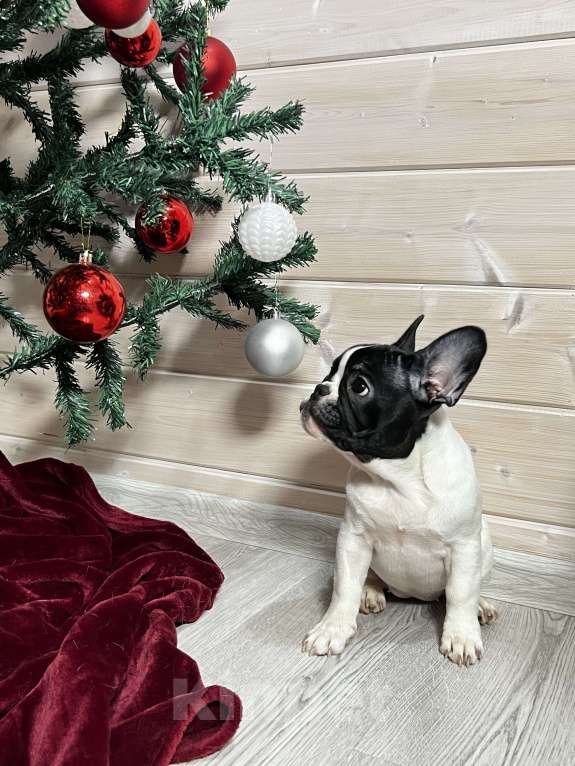 Собаки в Москве: Французский бульдог белочерная Девочка, 30 000 руб. - фото 3