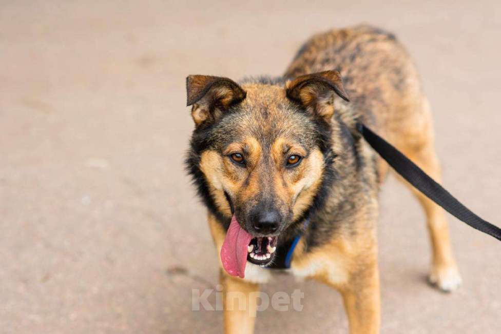 Собаки в Москве: Мулан Девочка, Бесплатно - фото 6