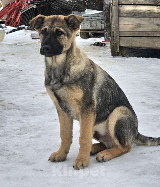 Собаки в Москве: щенок Снупи в добрые руки Мальчик, Бесплатно - фото 4