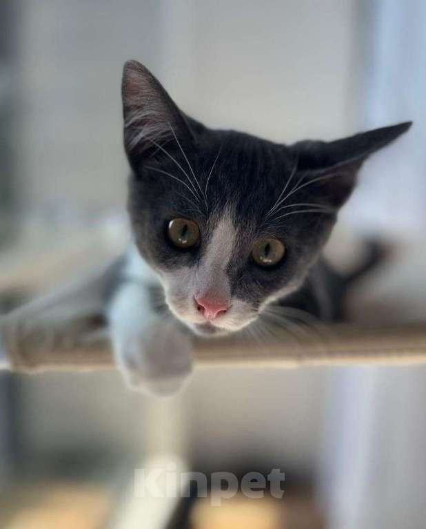 Кошки в Москве: Котенок Гриша ищет свою семью! Мальчик, Бесплатно - фото 2