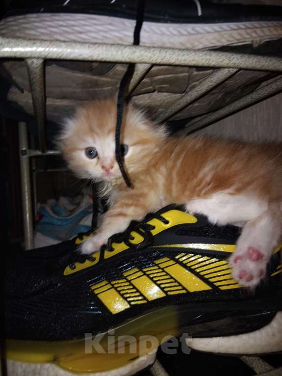 Кошки в Новосибирске: Шотландики Мальчик, 7 000 руб. - фото 8