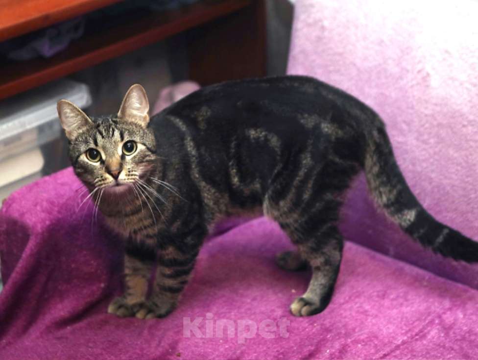 Кошки в Санкт-Петербурге: Суперский кот Баксик в добрые руки Мальчик, Бесплатно - фото 2