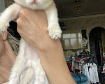 Кошки в Сочи: Шотландские вислоухие котята Разнополые, Бесплатно - фото 2