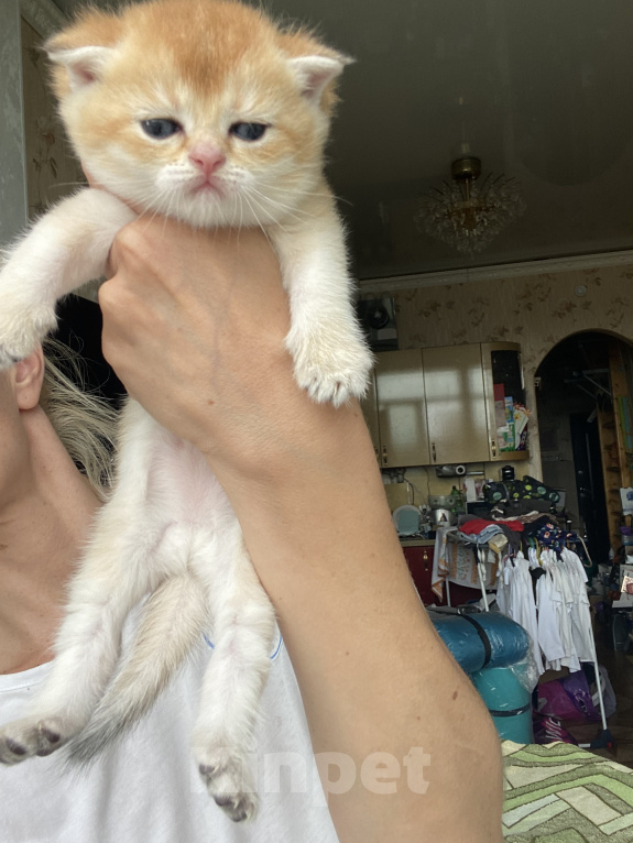 Кошки в Сочи: Шотландские вислоухие котята Разнополые, Бесплатно - фото 2
