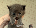 Кошки в Москве: Малыш ищет семью! Мальчик, Бесплатно - фото 4