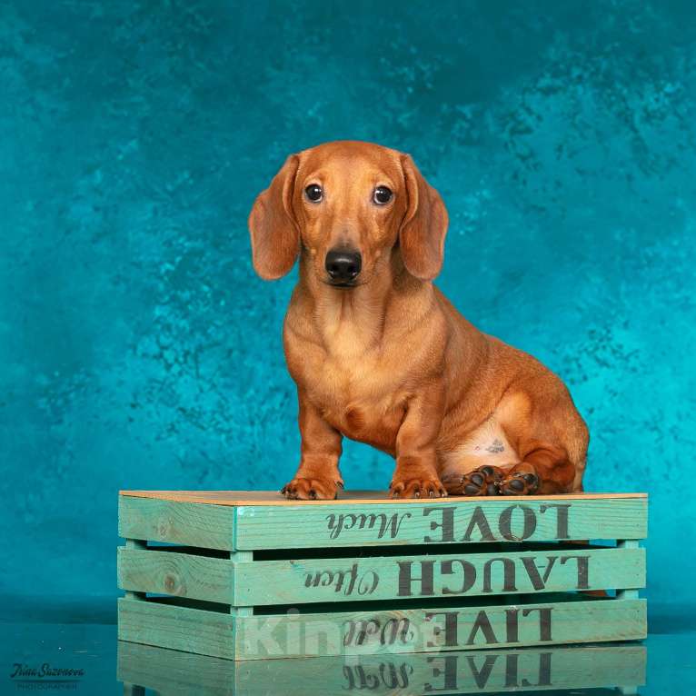 Собаки в Королеве: Породные щенки ТАКСЫ UCI. МАЛЬЧИКИ Мальчик, 55 000 руб. - фото 9