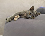 Кошки в Москве: Котенок Юкки ищет дом Девочка, Бесплатно - фото 4