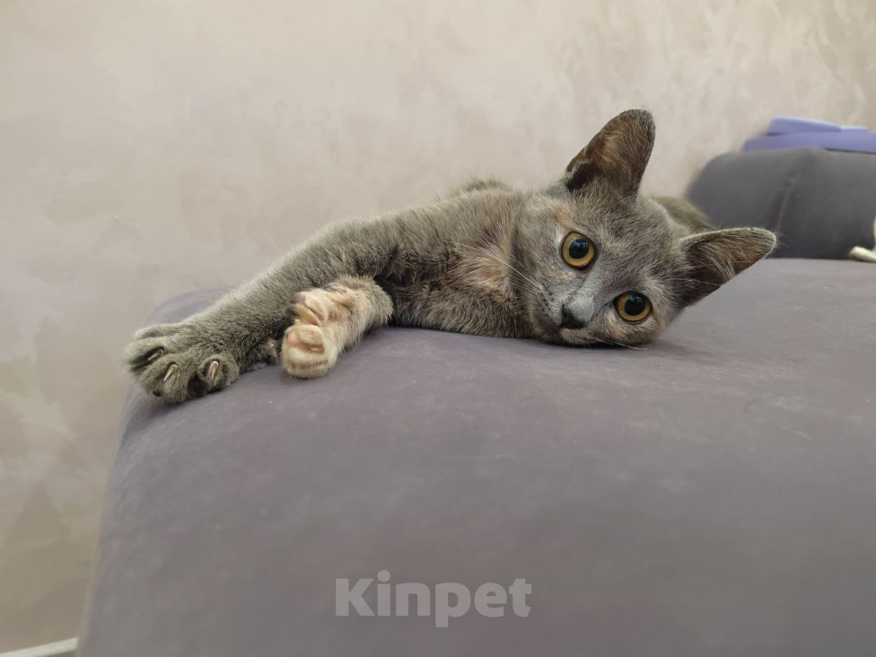 Кошки в Москве: Котенок Юкки ищет дом Девочка, Бесплатно - фото 4