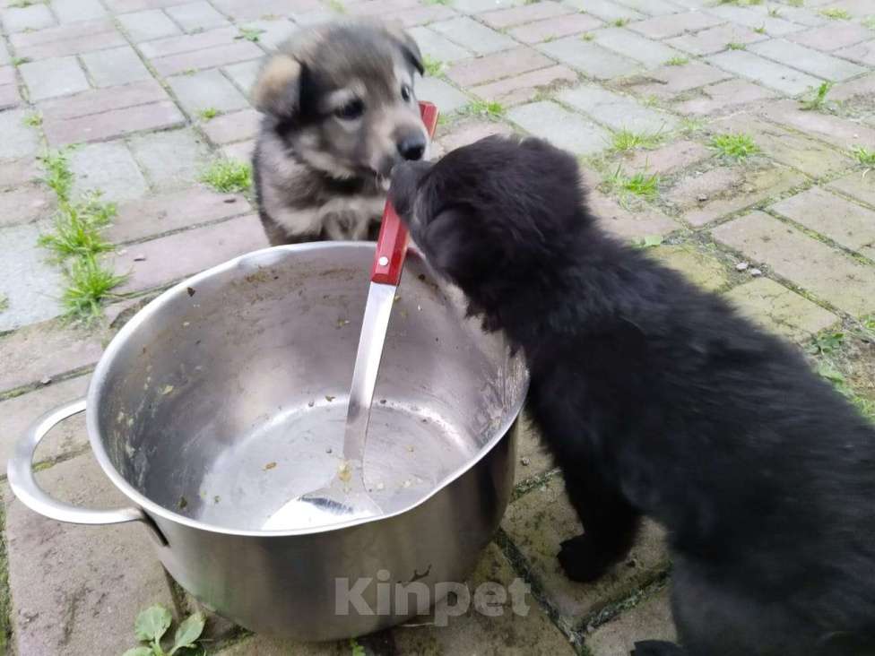 Собаки в других городах Свердловской области: Продам щенков ВОЛКОСОБА Мальчик, 5 000 руб. - фото 4