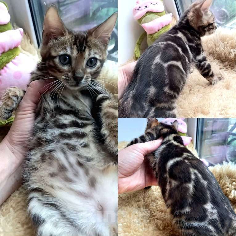 Кошки в Москве: Бенгальская девочка Девочка, 35 000 руб. - фото 1