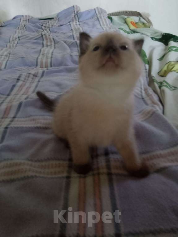 Кошки в Красноярске: Соня Девочка, Бесплатно - фото 4