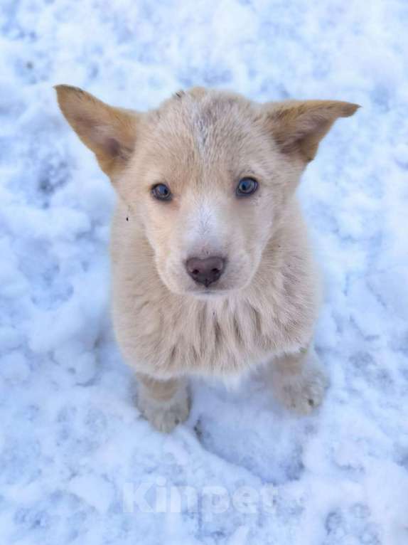 Собаки в Лосином-Петровском: Ромо якутенок ппбж  Девочка, Бесплатно - фото 2