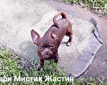 Собаки в Санкт-Петербурге: Весёлый, добрый парень чихуахуа Мальчик, 50 000 руб. - фото 6