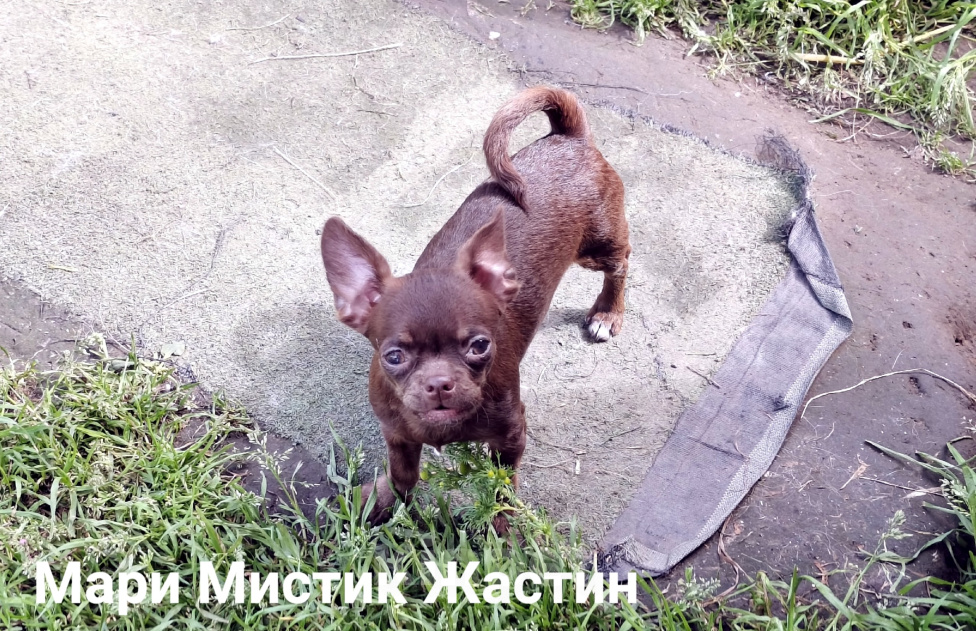 Собаки в Санкт-Петербурге: Весёлый, добрый парень чихуахуа Мальчик, 50 000 руб. - фото 6