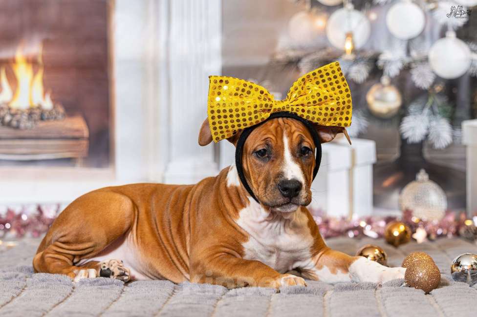 Собаки в Красногорске: Девочка 6  Девочка, 40 000 руб. - фото 2