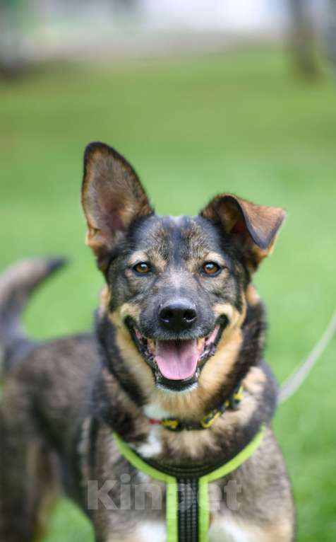 Собаки в Москве: Тори Девочка, Бесплатно - фото 2