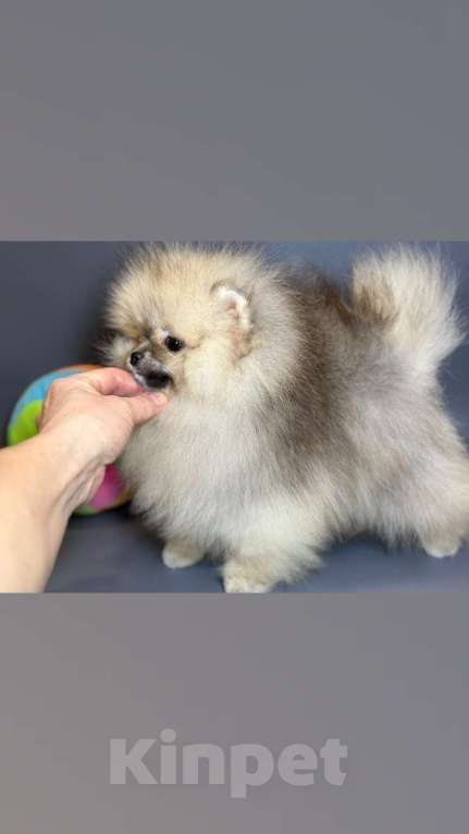 Собаки в Мур: Шпицуля Девочка, 55 000 руб. - фото 2