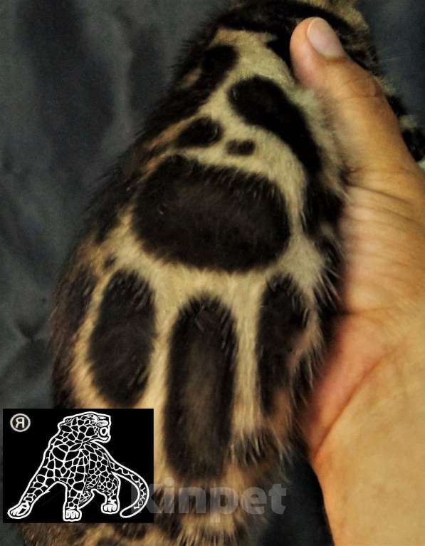 Кошки в Хабаровске: Бенгальский котенок. Профессиональный Питомник. Мальчик, Бесплатно - фото 5