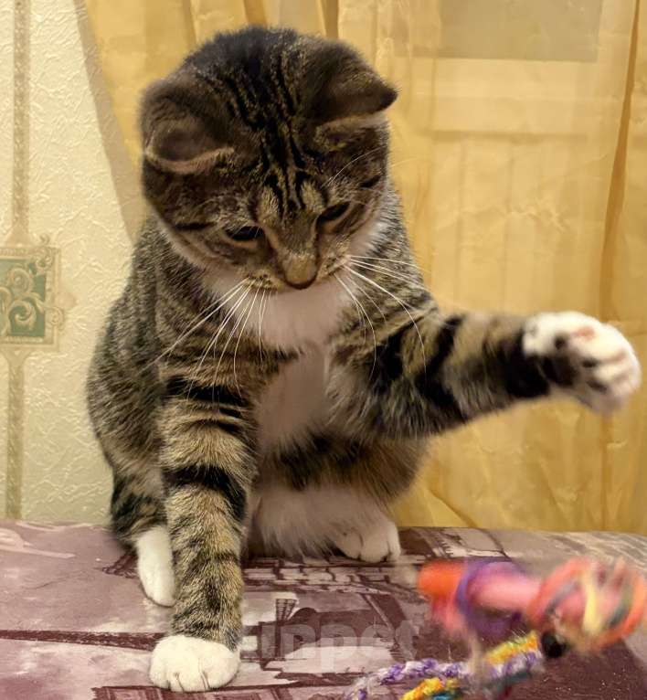 Кошки в Санкт-Петербурге: Котик полосатик подросток , стерилизован Мальчик, Бесплатно - фото 4