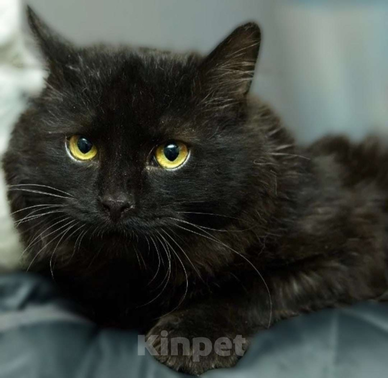 Кошки в Москве: Котик в добрые руки  Мальчик, Бесплатно - фото 2