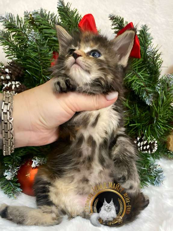 Кошки в Москве: Продаются чистопородные котята Мейн-Кун Девочка, 50 000 руб. - фото 3